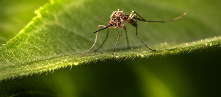 Bientôt, nous serons attaqués par… des moustiques. C&rsquo;est quelque chose que j&rsquo;aimerais avoir dans mon jardin