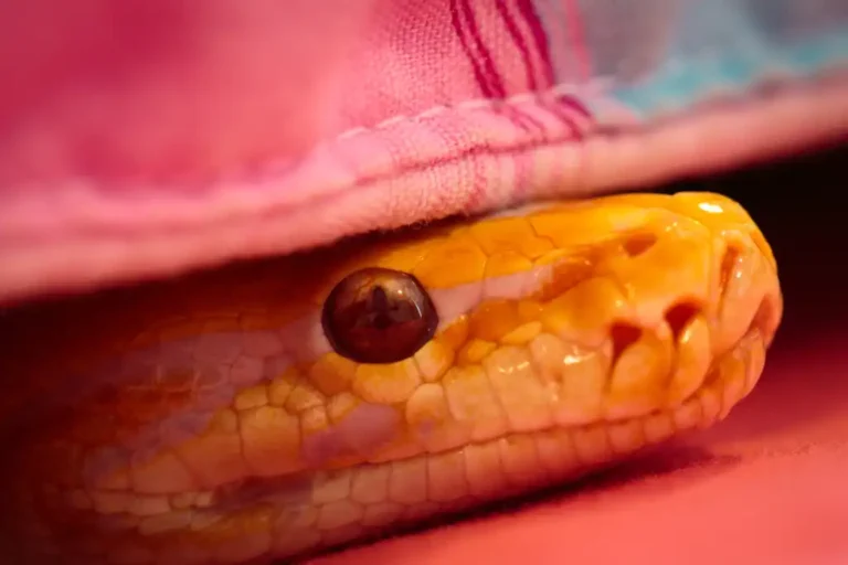 Apaisez vos frustrations Python de manière intelligente