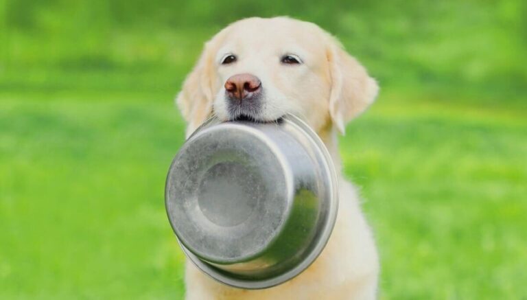 Les grands fournisseurs de logiciels libres ne mangent pas leur propre nourriture pour chiens – ils paient pour des logiciels de groupe propriétaires