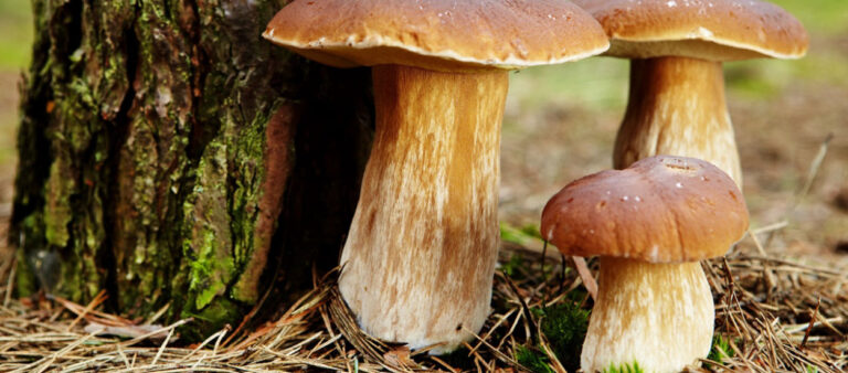 Cueilleur de champignons, emmenez votre téléphone en forêt : comment ne pas se perdre, reconnaître les champignons et appeler à l&rsquo;aide