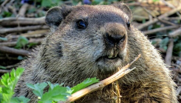 Le Patch Tuesday rencontre Groundhog Day avec le retour du bug d&rsquo;hibernation de Windows