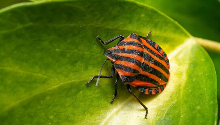 Microsoft surprend les pirates informatiques qui exploitent un bug de Zimbra avant sa divulgation